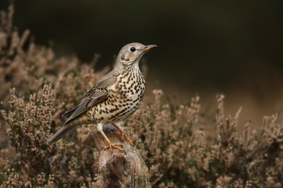 <i class='fa fa-user'></i>&nbsp;thijsglastra&nbsp;|   Grote Lijster&nbsp; <i class='fa fa-eye'>&nbsp;671</i> &nbsp;<i class='fa fa-thumbs-up'>&nbsp;16</i> &nbsp; <i class='fa fa-comment-o'>&nbsp;25</i>