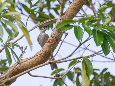 <i class='fa fa-user'></i>&nbsp;Paul van Giersbergen&nbsp;|   Timorlederkop&nbsp; <i class='fa fa-eye'>&nbsp;181</i> &nbsp; <i class='fa fa-comment-o'>&nbsp;0</i>