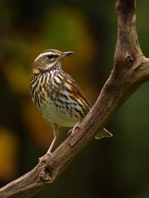<i class='fa fa-user'></i>&nbsp;Boudewijn Schreiner&nbsp;|   Koperwiek&nbsp; <i class='fa fa-eye'>&nbsp;534</i> &nbsp;<i class='fa fa-thumbs-up'>&nbsp;7</i> &nbsp; <i class='fa fa-comment-o'>&nbsp;15</i>