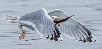 Zilvermeeuw in de vlucht de vis aan het verorberen. Werd gefotografeerd vanuit de boot op het meer van Stepnica.