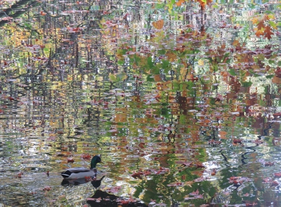 <i class='fa fa-user'></i>&nbsp;sieb&nbsp;|   Wilde Eend&nbsp; <i class='fa fa-eye'>&nbsp;729</i> &nbsp;<i class='fa fa-thumbs-up'>&nbsp;17</i> &nbsp; <i class='fa fa-comment-o'>&nbsp;23</i>