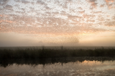 <i class='fa fa-user'></i>&nbsp;LeerdammerKees&nbsp;|   Spreeuw&nbsp; <i class='fa fa-eye'>&nbsp;338</i> &nbsp;<i class='fa fa-thumbs-up'>&nbsp;8</i> &nbsp; <i class='fa fa-comment-o'>&nbsp;15</i>