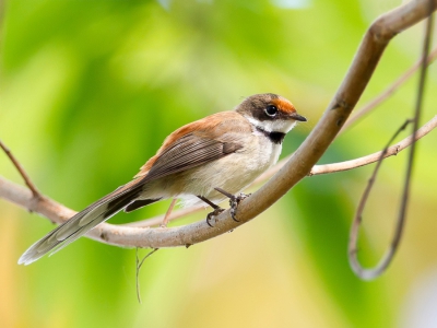 <i class='fa fa-user'></i>&nbsp;Paul van Giersbergen&nbsp;|   Arafurawaaierstaart&nbsp; <i class='fa fa-eye'>&nbsp;190</i> &nbsp;<i class='fa fa-thumbs-up'>&nbsp;1</i> &nbsp; <i class='fa fa-comment-o'>&nbsp;3</i>