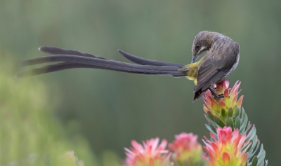 <i class='fa fa-user'></i>&nbsp;Eric van Roon&nbsp;|   Kaapse Suikervogel&nbsp; <i class='fa fa-eye'>&nbsp;425</i> &nbsp; <i class='fa fa-comment-o'>&nbsp;5</i>