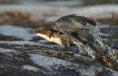 <i class='fa fa-user'></i>&nbsp;thijsglastra&nbsp;|   Waterspreeuw&nbsp; <i class='fa fa-eye'>&nbsp;543</i> &nbsp;<i class='fa fa-thumbs-up'>&nbsp;14</i> &nbsp; <i class='fa fa-comment-o'>&nbsp;24</i>