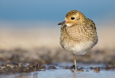 <i class='fa fa-user'></i>&nbsp;Bouke Atema&nbsp;|   Goudplevier&nbsp; <i class='fa fa-eye'>&nbsp;567</i> &nbsp;<i class='fa fa-thumbs-up'>&nbsp;25</i> &nbsp; <i class='fa fa-comment-o'>&nbsp;13</i>