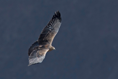 <i class='fa fa-user'></i>&nbsp;anevanrees&nbsp;|   Andeskuifarend&nbsp; <i class='fa fa-eye'>&nbsp;445</i> &nbsp; <i class='fa fa-comment-o'>&nbsp;2</i>