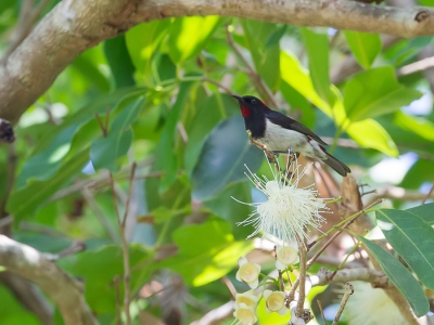<i class='fa fa-user'></i>&nbsp;Paul van Giersbergen&nbsp;|   Timordwerghoningeter&nbsp; <i class='fa fa-eye'>&nbsp;187</i> &nbsp; <i class='fa fa-comment-o'>&nbsp;1</i>