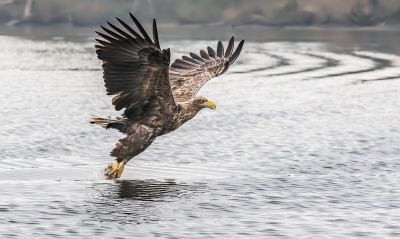 Zeearend gespot vanop de boot op het meer van Stepnica, terwijl hij vis uit het water plukt.