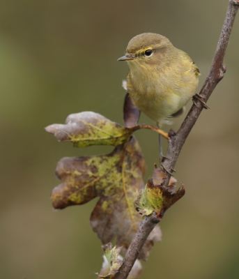 <i class='fa fa-user'></i>&nbsp;loek van de Leur&nbsp;|   Tjiftjaf&nbsp; <i class='fa fa-eye'>&nbsp;290</i> &nbsp; <i class='fa fa-comment-o'>&nbsp;8</i>