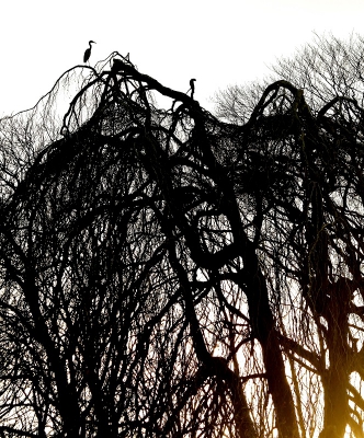 <i class='fa fa-user'></i>&nbsp;Fons Hoiting&nbsp;|   Blauwe Reiger&nbsp; <i class='fa fa-eye'>&nbsp;498</i> &nbsp;<i class='fa fa-thumbs-up'>&nbsp;6</i> &nbsp; <i class='fa fa-comment-o'>&nbsp;15</i>