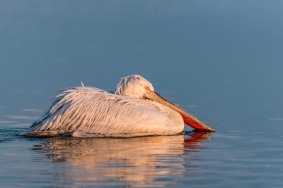 Foto genomen van de kroeskoppelikaan op het Kerkini meer in Griekenland. In deze periode kleurt de bek opvallend.