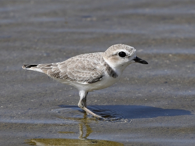Aan de modderige oevers van het Gotomeer, trof ik een zestal Amerikaanse Strandplevieren. Vaak is deze soort in het gezelschap van de Amerikaanse Bontbekplevier die hier ook veel aanwezig waren net als de Kleinste Strandloper en de Grijze Strandloper.