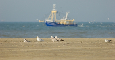 "Geef de vogel de ruimte"......dus heel wat stappen achteruit gedaan.