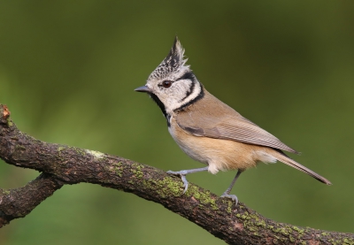 <i class='fa fa-user'></i>&nbsp;thijsglastra&nbsp;|   Kuifmees&nbsp; <i class='fa fa-eye'>&nbsp;645</i> &nbsp;<i class='fa fa-thumbs-up'>&nbsp;12</i> &nbsp; <i class='fa fa-comment-o'>&nbsp;21</i>