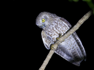 <i class='fa fa-user'></i>&nbsp;Paul van Giersbergen&nbsp;|   Australische Boeboekuil&nbsp; <i class='fa fa-eye'>&nbsp;438</i> &nbsp; <i class='fa fa-comment-o'>&nbsp;9</i>