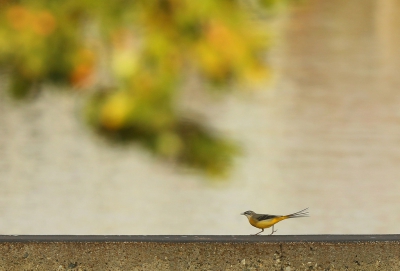 <i class='fa fa-user'></i>&nbsp;macslot&nbsp;|   Grote Gele Kwikstaart&nbsp; <i class='fa fa-eye'>&nbsp;239</i> &nbsp;<i class='fa fa-thumbs-up'>&nbsp;12</i> &nbsp; <i class='fa fa-comment-o'>&nbsp;18</i>