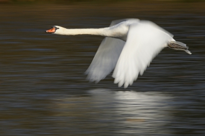 <i class='fa fa-user'></i>&nbsp;Johan G&nbsp;|   Knobbelzwaan&nbsp; <i class='fa fa-eye'>&nbsp;397</i> &nbsp;<i class='fa fa-thumbs-up'>&nbsp;2</i> &nbsp; <i class='fa fa-comment-o'>&nbsp;6</i>