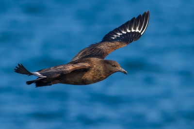 <i class='fa fa-user'></i>&nbsp;jvbeilen&nbsp;|   Grote Jager&nbsp; <i class='fa fa-eye'>&nbsp;534</i> &nbsp;<i class='fa fa-thumbs-up'>&nbsp;13</i> &nbsp; <i class='fa fa-comment-o'>&nbsp;14</i>