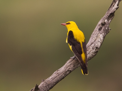 <i class='fa fa-user'></i>&nbsp;Peter van Eijk&nbsp;|   Wielewaal&nbsp; <i class='fa fa-eye'>&nbsp;743</i> &nbsp;<i class='fa fa-thumbs-up'>&nbsp;9</i> &nbsp; <i class='fa fa-comment-o'>&nbsp;17</i>