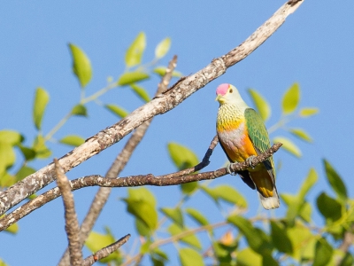 <i class='fa fa-user'></i>&nbsp;Paul van Giersbergen&nbsp;|   Swainsons Jufferduif&nbsp; <i class='fa fa-eye'>&nbsp;233</i> &nbsp; <i class='fa fa-comment-o'>&nbsp;0</i>