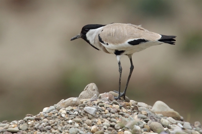 <i class='fa fa-user'></i>&nbsp;Martjan Lammertink&nbsp;|   Indische Sporenkievit&nbsp; <i class='fa fa-eye'>&nbsp;340</i> &nbsp;<i class='fa fa-thumbs-up'>&nbsp;2</i> &nbsp; <i class='fa fa-comment-o'>&nbsp;9</i>