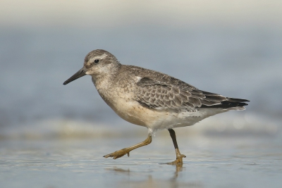 <i class='fa fa-user'></i>&nbsp;groenvogel57&nbsp;|   Kanoet&nbsp; <i class='fa fa-eye'>&nbsp;404</i> &nbsp;<i class='fa fa-thumbs-up'>&nbsp;7</i> &nbsp; <i class='fa fa-comment-o'>&nbsp;8</i>