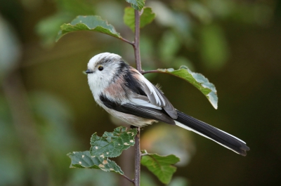 <i class='fa fa-user'></i>&nbsp;loek van de Leur&nbsp;|   Staartmees&nbsp; <i class='fa fa-eye'>&nbsp;374</i> &nbsp; <i class='fa fa-comment-o'>&nbsp;10</i>