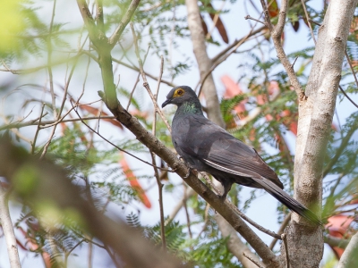 <i class='fa fa-user'></i>&nbsp;Paul van Giersbergen&nbsp;|   Zwarte Koekoeksduif&nbsp; <i class='fa fa-eye'>&nbsp;258</i> &nbsp; <i class='fa fa-comment-o'>&nbsp;4</i>