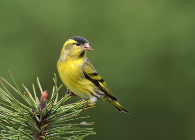 <i class='fa fa-user'></i>&nbsp;thijsglastra&nbsp;|   Sijs&nbsp; <i class='fa fa-eye'>&nbsp;525</i> &nbsp;<i class='fa fa-thumbs-up'>&nbsp;4</i> &nbsp; <i class='fa fa-comment-o'>&nbsp;12</i>