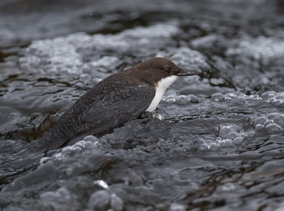 <i class='fa fa-user'></i>&nbsp;Wilfried Solarz&nbsp;|   Waterspreeuw&nbsp; <i class='fa fa-eye'>&nbsp;392</i> &nbsp;<i class='fa fa-thumbs-up'>&nbsp;5</i> &nbsp; <i class='fa fa-comment-o'>&nbsp;9</i>