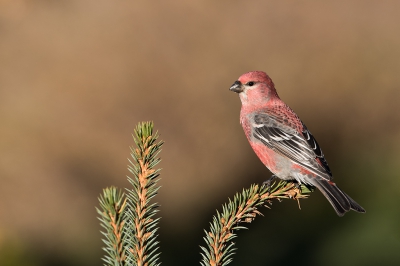 <i class='fa fa-user'></i>&nbsp;jan Luit&nbsp;|   Haakbek&nbsp; <i class='fa fa-eye'>&nbsp;694</i> &nbsp;<i class='fa fa-thumbs-up'>&nbsp;10</i> &nbsp; <i class='fa fa-comment-o'>&nbsp;8</i>