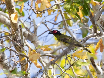 <i class='fa fa-user'></i>&nbsp;Paul van Giersbergen&nbsp;|   Groene Vijgvogel&nbsp; <i class='fa fa-eye'>&nbsp;272</i> &nbsp; <i class='fa fa-comment-o'>&nbsp;2</i>