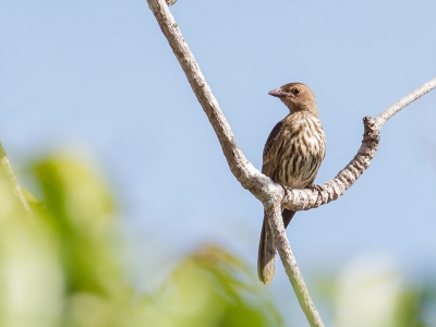 <i class='fa fa-user'></i>&nbsp;Paul van Giersbergen&nbsp;|   Groene Vijgvogel&nbsp; <i class='fa fa-eye'>&nbsp;250</i> &nbsp; <i class='fa fa-comment-o'>&nbsp;0</i>