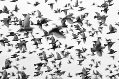 <i class='fa fa-user'></i>&nbsp;nelappelmelk&nbsp;|   Spreeuw&nbsp; <i class='fa fa-eye'>&nbsp;625</i> &nbsp;<i class='fa fa-thumbs-up'>&nbsp;16</i> &nbsp; <i class='fa fa-comment-o'>&nbsp;19</i>