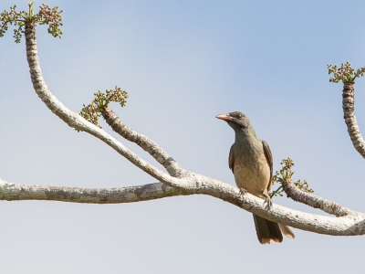 <i class='fa fa-user'></i>&nbsp;Paul van Giersbergen&nbsp;|   Olijfbruine Wielewaal&nbsp; <i class='fa fa-eye'>&nbsp;276</i> &nbsp; <i class='fa fa-comment-o'>&nbsp;1</i>