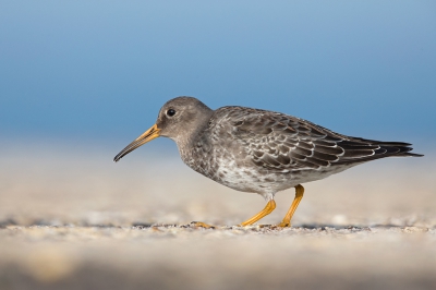 <i class='fa fa-user'></i>&nbsp;Bouke Atema&nbsp;|   Paarse Strandloper&nbsp; <i class='fa fa-eye'>&nbsp;480</i> &nbsp;<i class='fa fa-thumbs-up'>&nbsp;5</i> &nbsp; <i class='fa fa-comment-o'>&nbsp;12</i>