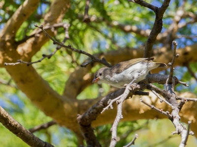 <i class='fa fa-user'></i>&nbsp;Paul van Giersbergen&nbsp;|   Dikbekhoningvogel&nbsp; <i class='fa fa-eye'>&nbsp;260</i> &nbsp; <i class='fa fa-comment-o'>&nbsp;2</i>