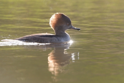 <i class='fa fa-user'></i>&nbsp;Johan G&nbsp;|   Kokardezaagbek&nbsp; <i class='fa fa-eye'>&nbsp;427</i> &nbsp;<i class='fa fa-thumbs-up'>&nbsp;3</i> &nbsp; <i class='fa fa-comment-o'>&nbsp;4</i>