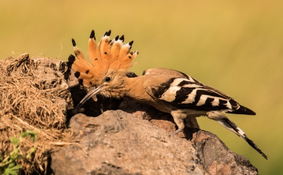 Foto van hop, in n van de natuurparken in Hongarije.  de hop wordt ook wel eens drekhaan genoemd, omdat hij zo stinkt.