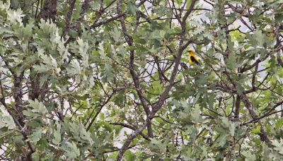 <i class='fa fa-user'></i>&nbsp;nelappelmelk&nbsp;|   Wielewaal&nbsp; <i class='fa fa-eye'>&nbsp;387</i> &nbsp;<i class='fa fa-thumbs-up'>&nbsp;5</i> &nbsp; <i class='fa fa-comment-o'>&nbsp;10</i>