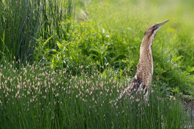 <i class='fa fa-user'></i>&nbsp;ep&nbsp;|   Roerdomp&nbsp; <i class='fa fa-eye'>&nbsp;574</i> &nbsp;<i class='fa fa-thumbs-up'>&nbsp;6</i> &nbsp; <i class='fa fa-comment-o'>&nbsp;10</i>