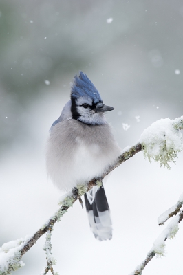 <i class='fa fa-user'></i>&nbsp;jan Luit&nbsp;|   Blauwe Gaai&nbsp; <i class='fa fa-eye'>&nbsp;751</i> &nbsp;<i class='fa fa-thumbs-up'>&nbsp;22</i> &nbsp; <i class='fa fa-comment-o'>&nbsp;16</i>