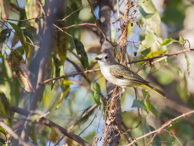 <i class='fa fa-user'></i>&nbsp;Paul van Giersbergen&nbsp;|   Orpheusfluiter&nbsp; <i class='fa fa-eye'>&nbsp;218</i> &nbsp; <i class='fa fa-comment-o'>&nbsp;1</i>