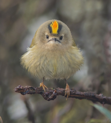 <i class='fa fa-user'></i>&nbsp;Robert Westerhof&nbsp;|   Goudhaan&nbsp; <i class='fa fa-eye'>&nbsp;811</i> &nbsp;<i class='fa fa-thumbs-up'>&nbsp;22</i> &nbsp; <i class='fa fa-comment-o'>&nbsp;23</i>