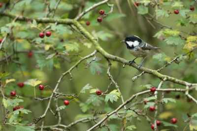 <i class='fa fa-user'></i>&nbsp;Frank Kremer&nbsp;|   Zwarte Mees&nbsp; <i class='fa fa-eye'>&nbsp;454</i> &nbsp;<i class='fa fa-thumbs-up'>&nbsp;1</i> &nbsp; <i class='fa fa-comment-o'>&nbsp;14</i>