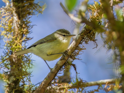 <i class='fa fa-user'></i>&nbsp;Paul van Giersbergen&nbsp;|   Timorese Boszanger&nbsp; <i class='fa fa-eye'>&nbsp;230</i> &nbsp; <i class='fa fa-comment-o'>&nbsp;1</i>