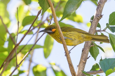 <i class='fa fa-user'></i>&nbsp;Paul van Giersbergen&nbsp;|   Timorhoningeter&nbsp; <i class='fa fa-eye'>&nbsp;220</i> &nbsp; <i class='fa fa-comment-o'>&nbsp;2</i>