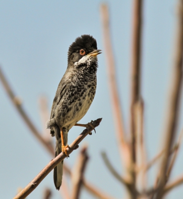 <i class='fa fa-user'></i>&nbsp;eric beullens&nbsp;|   Cyprusgrasmus&nbsp; <i class='fa fa-eye'>&nbsp;433</i> &nbsp; <i class='fa fa-comment-o'>&nbsp;4</i>