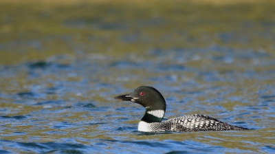 <i class='fa fa-user'></i>&nbsp;Rob Belterman&nbsp;|   IJsduiker&nbsp; <i class='fa fa-eye'>&nbsp;527</i> &nbsp;<i class='fa fa-thumbs-up'>&nbsp;3</i> &nbsp; <i class='fa fa-comment-o'>&nbsp;11</i>